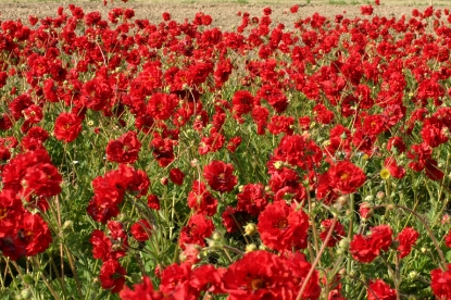 Picture of Geum - Flora Plena Blazing Sunset